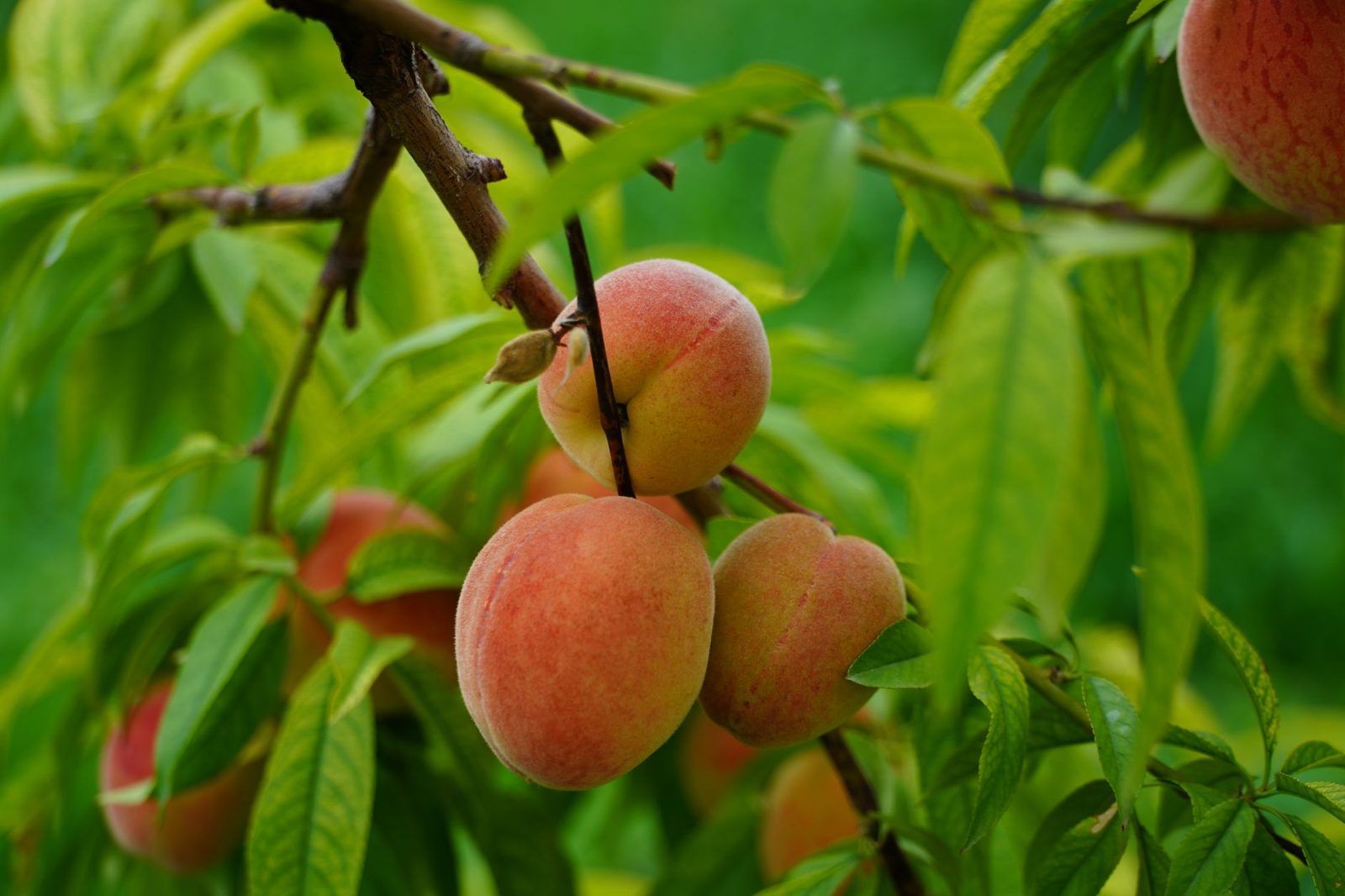 Peaches ripening on the branch