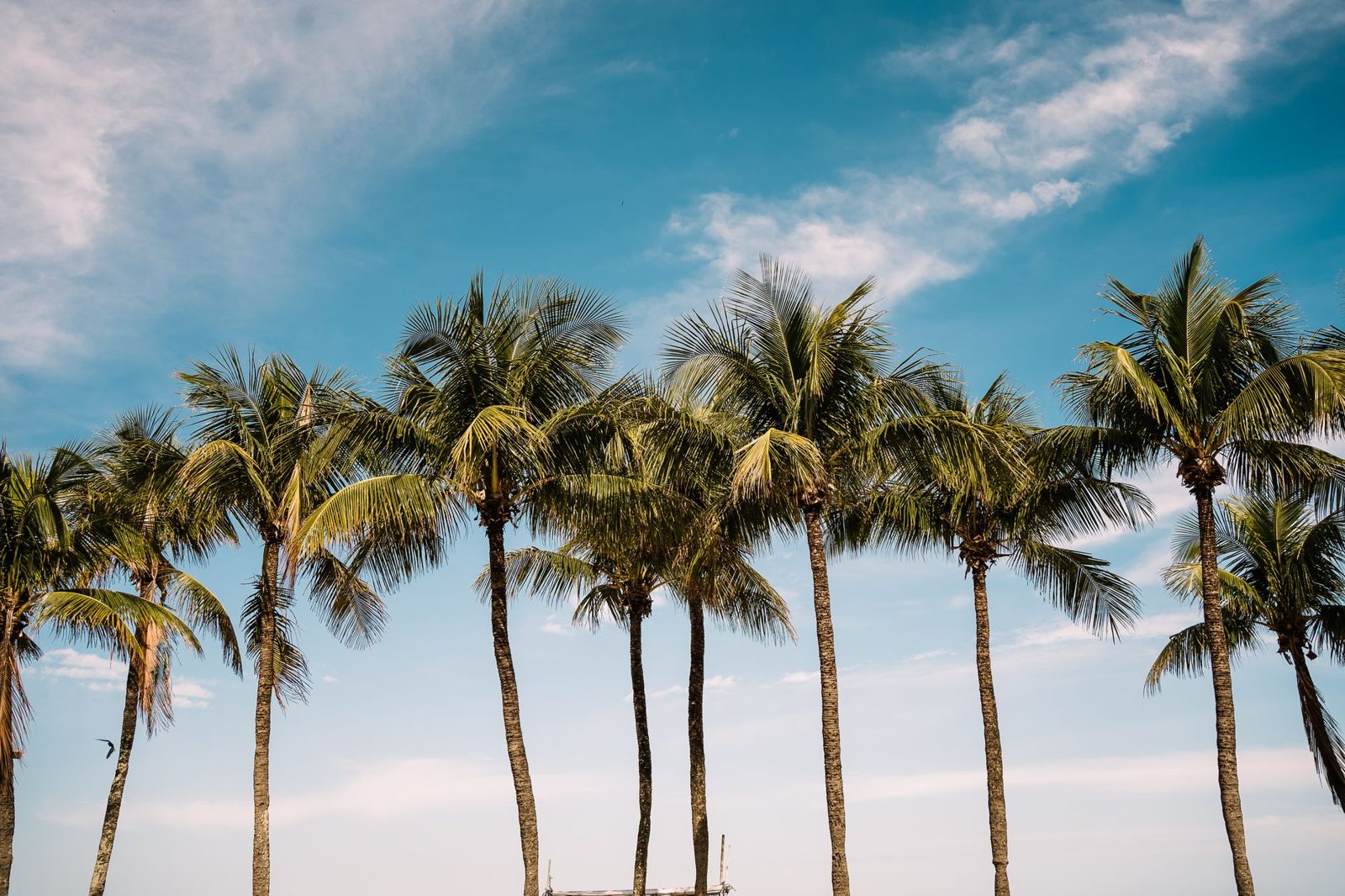 Palm trees under a bright South Texas sky