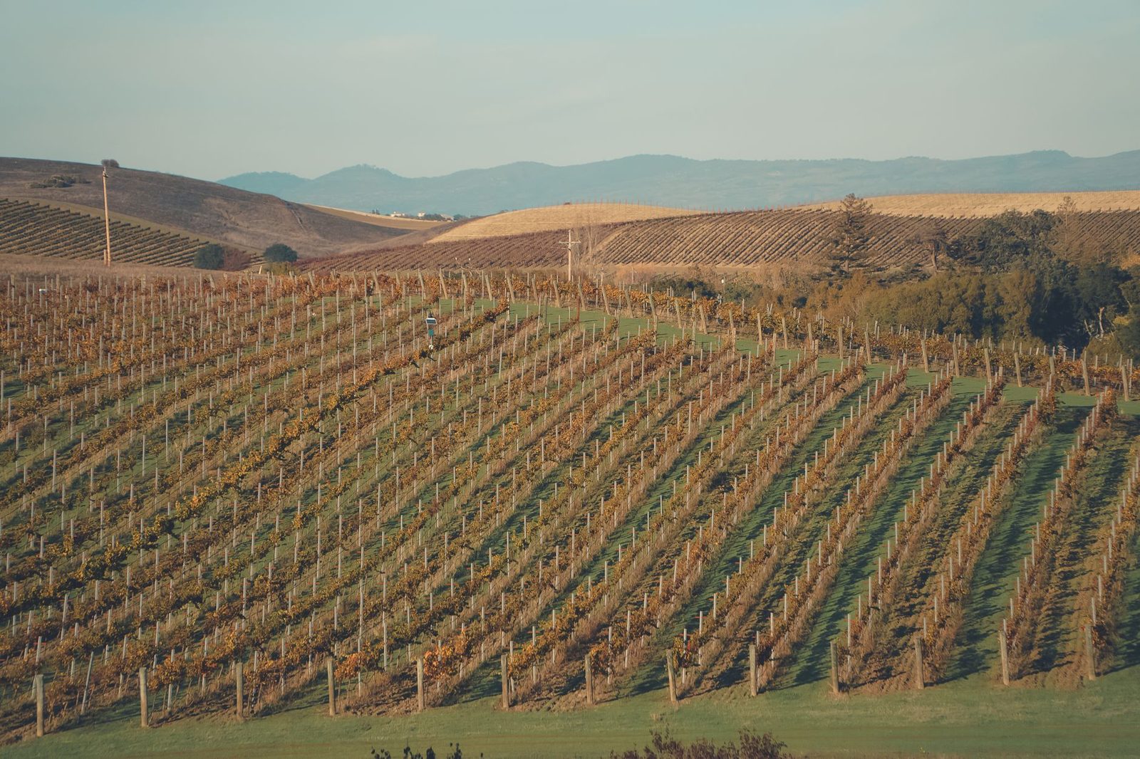 Vineyard rows stretching across the valley