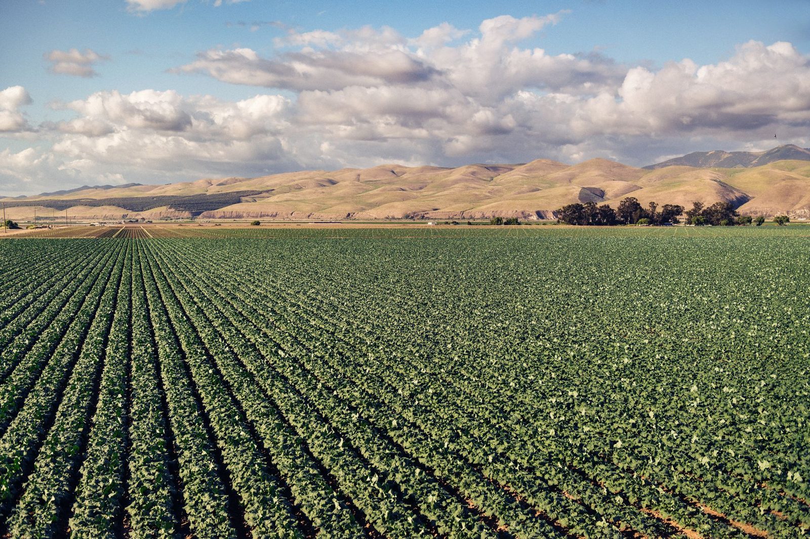 Row crops below dry hills on the valley west side
