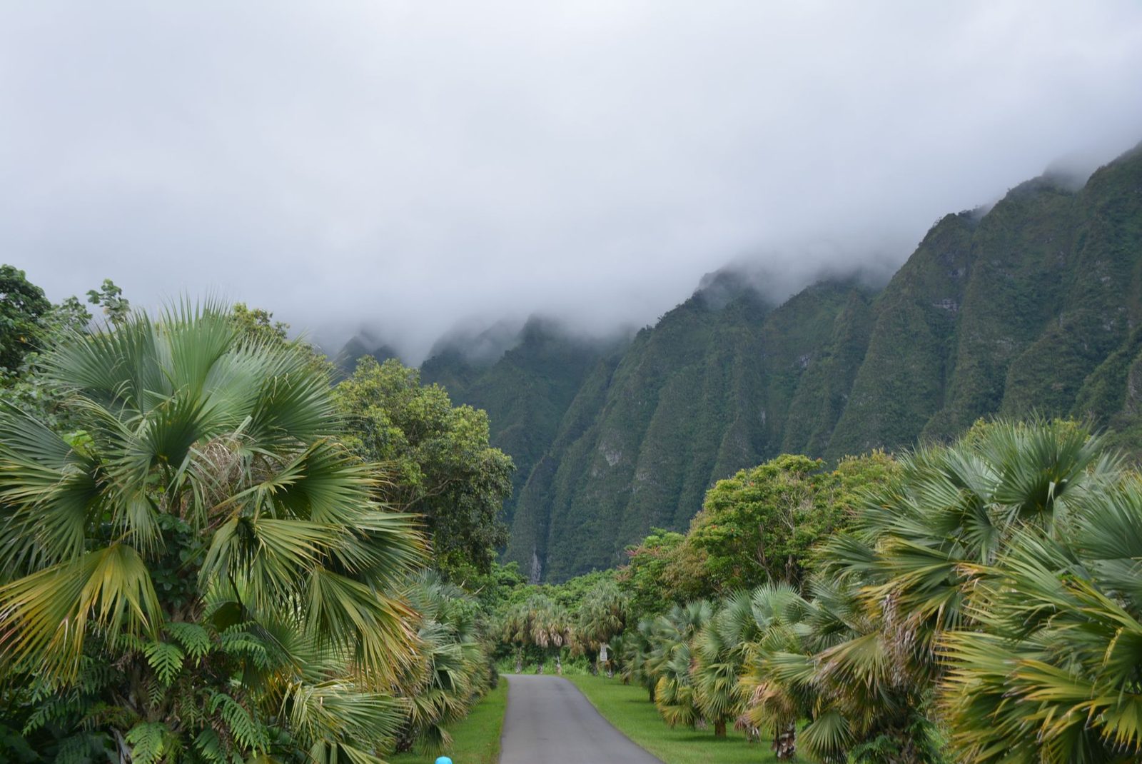 A road through palm trees toward the Koolau cliffs on windward Oahu