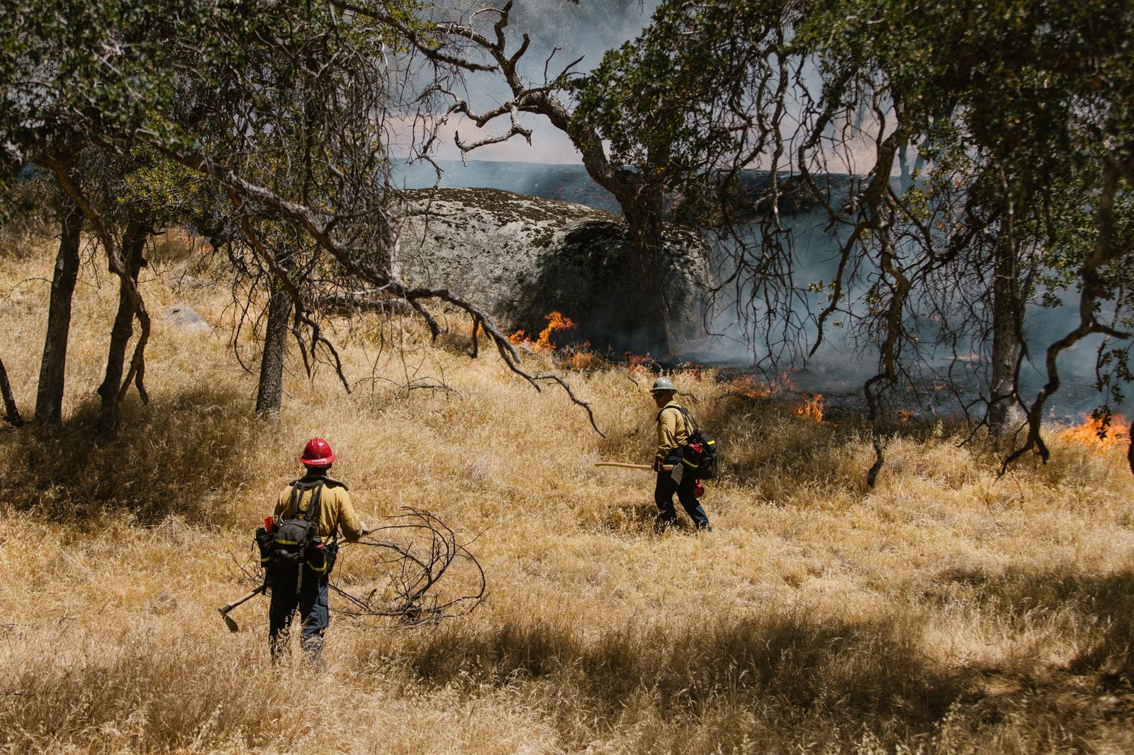 Wildland firefighters working flames in dry grass under oak trees