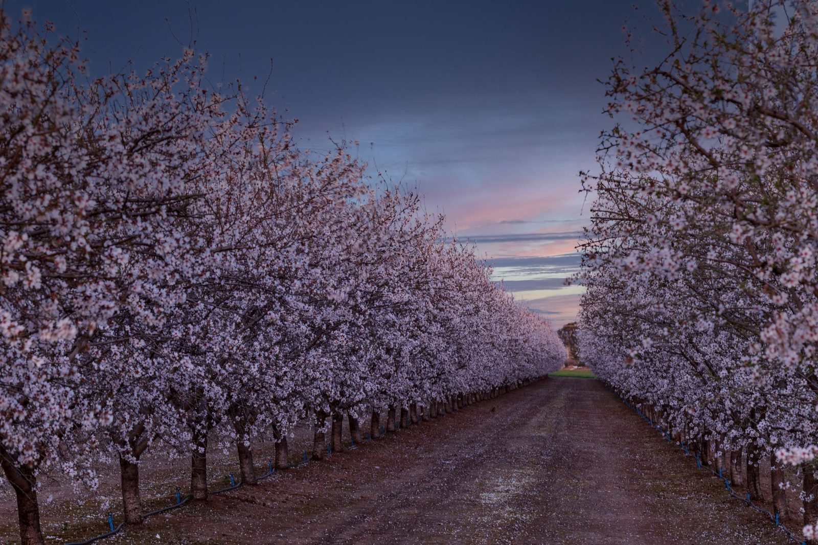 Almond orchard rows in bloom at dusk