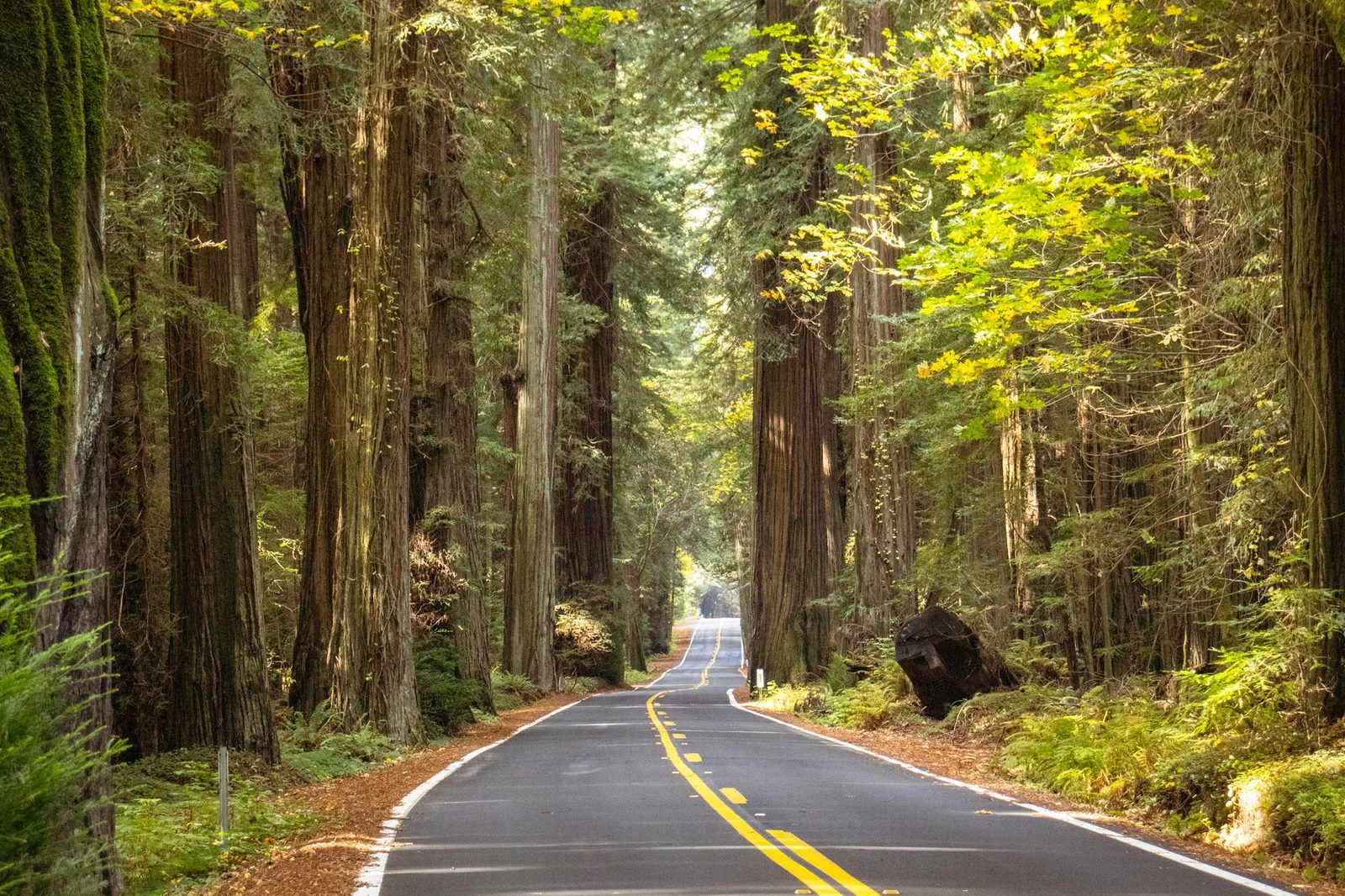 A two-lane road through a redwood forest